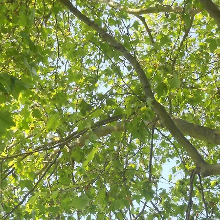 Les Platanes Dom wakacyjny *